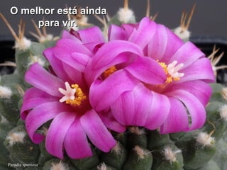 Parodia spaniosa
O melhor está aindaO melhor está ainda
para vir.para vir.
 