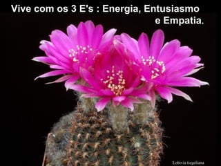 Lobivia tiegeliana
Vive com os 3 E's : Energia, EntusiasmoVive com os 3 E's : Energia, Entusiasmo
e Empatiae Empatia..
 