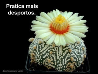 Astrophytum super kabuto
Pratica maisPratica mais
desportos.desportos.
 