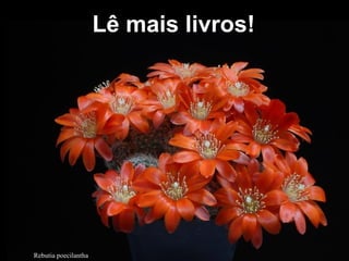 Rebutia poecilantha
Lê mais livros!Lê mais livros!
 