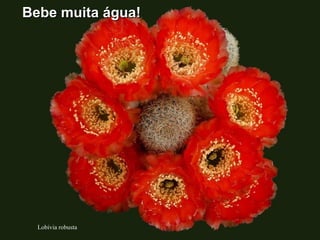 Lobivia robusta
Bebe muita água!Bebe muita água!
 