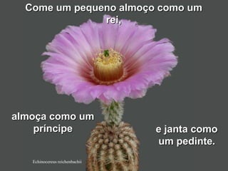 Come um pequeno almoço como um
               rei,




almoça como um
    príncipe                    e janta como
                                um pedinte.
   Echinocereus reichenbachii
 