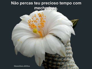 Não percas teu precioso tempo com
           mechericos.




 Mammillaria albiflora
 