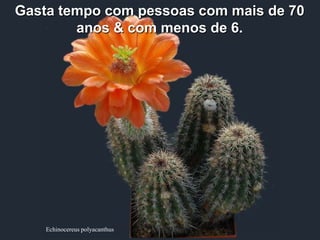 Gasta tempo com pessoas com mais de 70
        anos & com menos de 6.




    Echinocereus polyacanthus
 