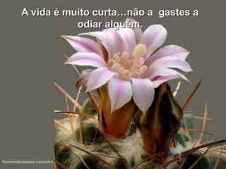 A vida é muito curta…não a gastes a
                    odiar alguém.




Neowerdermannia vorwerkii
 