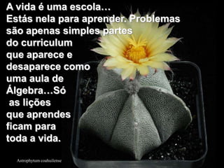 A vida é uma escola…
Estás nela para aprender. Problemas
são apenas simples partes
do curriculum
que aparece e
desaparece como
uma aula de
Álgebra…Só
 as lições
que aprendes
ficam para
toda a vida.

  Astrophytum coahuilense
 