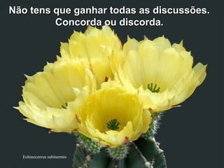 Não tens que ganhar todas as discussões.
         Concorda ou discorda.




  Echinocereus subinermis
 