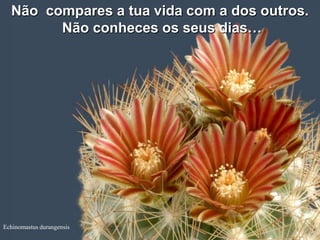 Não compares a tua vida com a dos outros.
        Não conheces os seus dias…




Echinomastus durangensis
 