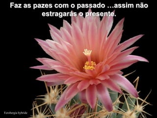 Faz as pazes com o passado …assim não
             estragarás o presente.




Ferobergia hybride
 