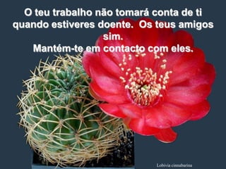 O teu trabalho não tomará conta de ti
quando estiveres doente. Os teus amigos
                  sim.
   Mantém-te em contacto com eles.




                           Lobivia cinnabarina
 