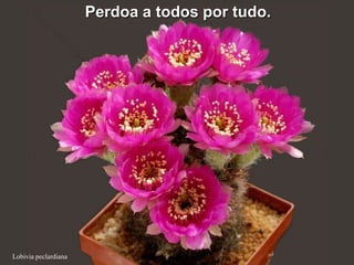 Perdoa a todos por tudo.




Lobivia peclardiana
 