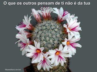 O que os outros pensam de ti não é da tua
                 conta.




Mammillaria slevinii
 