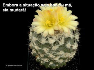 Embora a situação seja boa ou má,
ela mudará!




 Copiapoa tenuissima
 