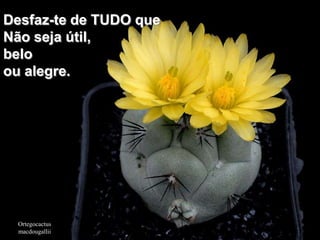 Desfaz-te de TUDO que
Não seja útil,
belo
ou alegre.




 Ortegocactus
 macdougallii
 