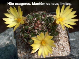 Não exageres. Mantém os teus limites.
 