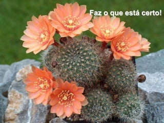 Faz o que está certo!
 