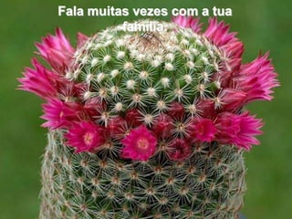 Fala muitas vezes com a tua
          família.
 