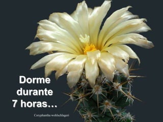 Dorme
 durante
7 horas…
   Coryphantha wohlschlageri
 