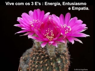 Vive com os 3 E's : Energia, Entusiasmo
                               e Empatia.




                                 Lobivia tiegeliana
 