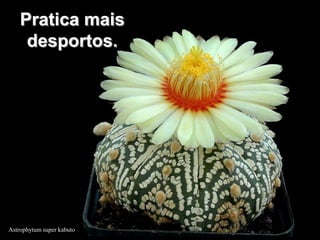Pratica mais
     desportos.




Astrophytum super kabuto
 