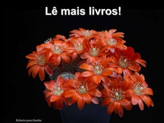 Lê mais livros!




Rebutia poecilantha
 