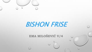 BISHON FRISE
EMA MILOŠEVIĆ V/4
 