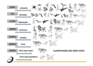 REINO	
  
FILO	
  
CLASSE	
  
ORDEM	
  
FAMÍLIA	
  
GÊNERO	
  
ESPÉCIE	
  
Animalia	
  
Chordata	
  
Mammalia	
  
Carnívora	
  
Canídea	
  
Canis	
  
Canis	
  lupus	
  lupus	
   CLASSIFICAÇÃO	
  DOS	
  SERES	
  VIVOS	
  
Canis	
  lupus	
  familiares	
  
 