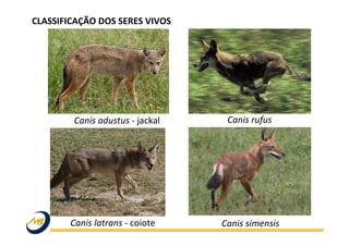 Canis	
  adustus	
  -­‐	
  jackal	
   Canis	
  rufus	
  
Canis	
  simensis	
  Canis	
  latrans	
  -­‐	
  coiote	
  
CLASSIFICAÇÃO	
  DOS	
  SERES	
  VIVOS	
  
 
