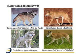 Canis	
  lupus	
  dingo	
  -­‐	
  Austrália	
  
Canis	
  lupus	
  hallstromi	
  –	
  P.N.Guiné	
  
Canis	
  lupus	
  labradorius	
  –	
  Am.	
  do	
  Norte	
  
Canis	
  lupus	
  lupus	
  -­‐	
  Europa	
  
CLASSIFICAÇÃO	
  DOS	
  SERES	
  VIVOS	
  
 