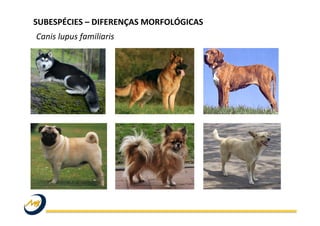 Canis	
  lupus	
  familiaris	
  
SUBESPÉCIES	
  –	
  DIFERENÇAS	
  MORFOLÓGICAS	
  
 