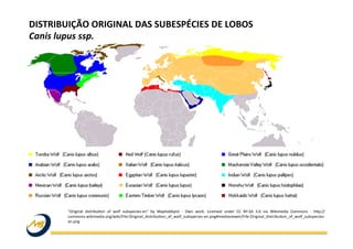 "Original	
   distribuWon	
   of	
   wolf	
   subspecies-­‐en"	
   by	
   Maphobbyist	
   -­‐	
   Own	
   work.	
   Licensed	
   under	
   CC	
   BY-­‐SA	
   3.0	
   via	
   Wikimedia	
   Commons	
   -­‐	
   hjp://
commons.wikimedia.org/wiki/File:Original_distribuWon_of_wolf_subspecies-­‐en.png#mediaviewer/File:Original_distribuWon_of_wolf_subspecies-­‐
en.png	
  
DISTRIBUIÇÃO	
  ORIGINAL	
  DAS	
  SUBESPÉCIES	
  DE	
  LOBOS	
  	
  
Canis	
  lupus	
  ssp.	
  
 