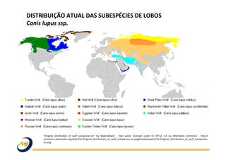 "Original	
   distribuWon	
   of	
   wolf	
   subspecies-­‐en"	
   by	
   Maphobbyist	
   -­‐	
   Own	
   work.	
   Licensed	
   under	
   CC	
   BY-­‐SA	
   3.0	
   via	
   Wikimedia	
   Commons	
   -­‐	
   hjp://
commons.wikimedia.org/wiki/File:Original_distribuWon_of_wolf_subspecies-­‐en.png#mediaviewer/File:Original_distribuWon_of_wolf_subspecies-­‐
en.png	
  
DISTRIBUIÇÃO	
  ATUAL	
  DAS	
  SUBESPÉCIES	
  DE	
  LOBOS	
  	
  
Canis	
  lupus	
  ssp.	
  
 