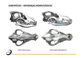 Canis	
  lupus	
  lupus	
   Canis	
  lupus	
  labradorius	
  
SUBESPÉCIES	
  –	
  DIFERENÇAS	
  MORFOLÓGICAS	
  
 