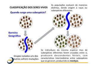 CLASSIFICAÇÃO	
  DOS	
  SERES	
  VIVOS	
  
Quando	
  surge	
  uma	
  subespécie?	
  
As	
   populações	
   evoluem	
   de	
   maneiras	
  
disWntas,	
   dando	
   origem	
   à	
   raças	
   ou	
  
subespécies	
  diferentes.	
  
Barreira	
  
Geográﬁca	
  
Grupos	
  isolados	
  uns	
  dos	
  
outros	
  sofrem	
  mutações	
  	
  
Se	
   indivíduos	
   da	
   mesma	
   espécie	
   mas	
   de	
  
subespécies	
   diferentes	
   forem	
   cruzados	
   entre	
   si,	
  
produzem	
   descendentes	
   férteis,	
   com	
  
caracterísWcas	
   intermediárias	
   entre	
   subespécies	
  
que	
  os	
  geraram,	
  produzindo	
  os	
  messços.	
  
 
