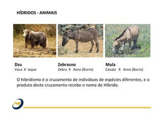 HÍDRIDOS	
  -­‐	
  ANIMAIS	
  
Zebrasno	
  
Zebra	
  	
  X	
  	
  	
  Asno	
  (Burro)	
  
Dzu	
  
Vaca	
  	
  X	
  	
  Iaque	
  
Mula	
  
Cavalo	
  	
  	
  X	
  	
  	
  Asno	
  (Burro)	
  
O	
  hibridismo	
  é	
  o	
  cruzamento	
  de	
  indivíduos	
  de	
  espécies	
  diferentes,	
  e	
  o	
  
produto	
  deste	
  cruzamento	
  recebe	
  o	
  nome	
  de	
  Híbrido.	
  	
  
 