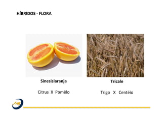 HÍBRIDOS	
  -­‐	
  FLORA	
  
Tricale	
  
	
  
Trigo	
  	
  	
  X	
  	
  	
  Centéio	
  
Sinesislaranja	
  
	
  
Citrus	
  	
  X	
  	
  Pomêlo	
  
 