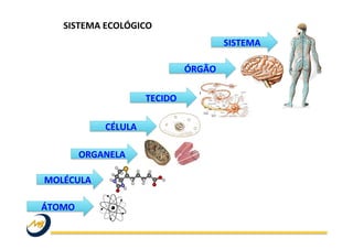 SISTEMA	
  ECOLÓGICO	
  
	
  
ÁTOMO	
  
MOLÉCULA	
  
ORGANELA	
  
CÉLULA	
  
TECIDO	
  
ÓRGÃO	
  
SISTEMA	
  
 
