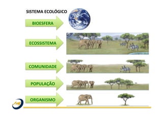 SISTEMA	
  ECOLÓGICO	
  
	
  
ORGANISMO	
  
POPULAÇÃO	
  
COMUNIDADE	
  
ECOSSISTEMA	
  
BIOESFERA	
  
 