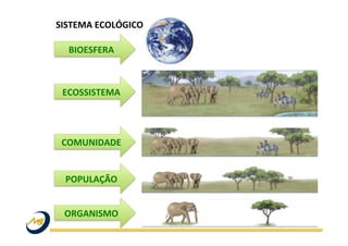 Introdução á Ecologia Slide 6