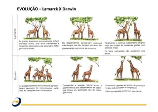 EVOLUÇÃO	
  –	
  Lamarck	
  X	
  Darwin	
  
	
   	
   	
   	
   	
   	
   	
   	
   	
  	
  
	
  
	
  
 
