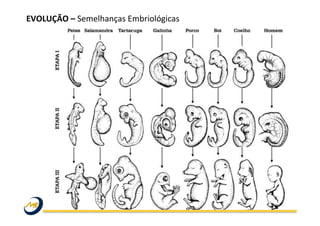 EVOLUÇÃO	
  –	
  Semelhanças	
  Embriológicas	
  	
  
	
  
 