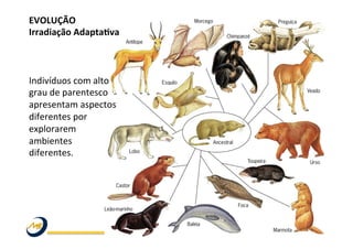EVOLUÇÃO	
  	
  
Irradiação	
  Adapta@va	
  
	
  
	
  
	
  
Indivíduos	
  com	
  alto	
  
grau	
  de	
  parentesco	
  
apresentam	
  aspectos	
  
diferentes	
  por	
  
explorarem	
  
ambientes	
  	
  
diferentes.	
  	
  
	
  
	
  
	
  
 