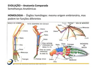 EVOLUÇÃO	
  –	
  Anatomia	
  Comparada	
  
Semelhanças	
  Anatômicas	
  
	
  
HOMOLOGIA	
  -­‐	
  	
  Órgãos	
  homólogos:	
  mesma	
  origem	
  embrionária,	
  mas	
  
podem	
  ter	
  funções	
  diferentes	
  
	
  
	
  
	
  
	
  
 