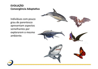 EVOLUÇÃO	
  	
  
Convergência	
  Adapta@va	
  
	
  
	
  
Indivíduos	
  com	
  pouco	
  
grau	
  de	
  parentesco	
  
apresentam	
  aspectos	
  
semelhantes	
  por	
  
explorarem	
  o	
  mesmo	
  
ambiente.	
  	
  
	
  
	
  
	
  
 