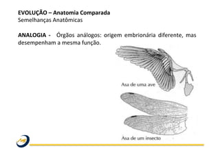 EVOLUÇÃO	
  –	
  Anatomia	
  Comparada	
  
Semelhanças	
  Anatômicas	
  
	
  
ANALOGIA	
   -­‐	
   	
   Órgãos	
   análogos:	
   origem	
   embrionária	
   diferente,	
   mas	
  
desempenham	
  a	
  mesma	
  função.	
  
	
  
 