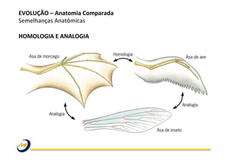 EVOLUÇÃO	
  –	
  Anatomia	
  Comparada	
  
Semelhanças	
  Anatômicas	
  
	
  
HOMOLOGIA	
  E	
  ANALOGIA	
  
 