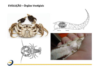 EVOLUÇÃO	
  –	
  Órgãos	
  Ves@giais	
  
	
  
 