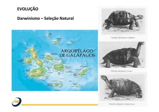 EVOLUÇÃO	
  
	
  
Darwinismo	
  –	
  Seleção	
  Natural	
  	
  
	
   	
   	
   	
   	
   	
   	
   	
   	
  	
  
	
  
	
  
 