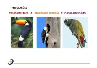 Ranphastos	
  toco	
  	
  	
  	
  X	
  	
  	
  	
  Melanerpes	
  candidus	
  	
  	
  X	
  	
  	
  Pionus	
  maximiliani	
  	
  
POPULAÇÕES	
  	
  
	
  
 