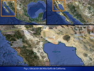 

La región conocida como "Alto Golfo de California" se ubica en aguas del
Golfo de California; abarca los Municipios de Mexicali, Estado de B.C., de
Puerto Peñasco y San Luis Río Colorado, Sonora.



Se caracteriza por las cuencas de Wagner y de Consag se encuentran
limitadas por dos sistemas de fallas transformantes de dirección NNO-SSE,
sugiriendo su formación a partir de una subsidencia relacionada con una
extensión pull-apart (Hurtado et al., 2004). El margen oriental de las
cuencas está definido por la Falla de Wagner, de dirección N23ºE, que
conecta hacia el NO con el Sistema de Fallas de San Andrés (AragónArreola y Martín-Barajas, 2007).

Fig 1. Ubicación del Alto Golfo de California.

 